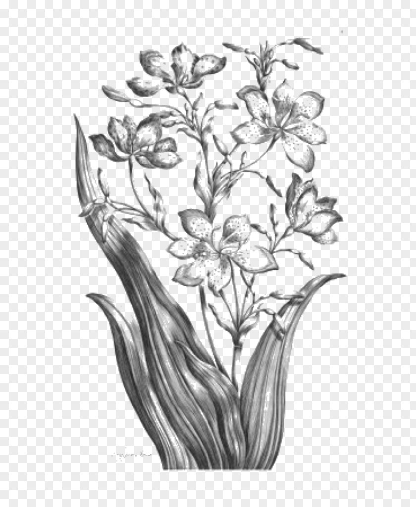 Look Alike Day Twig Floral Design Leaf Sketch PNG