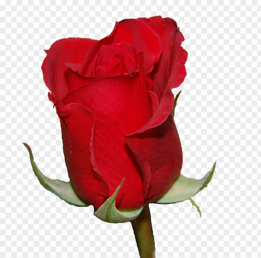 Rosa Roja Garden Roses Cabbage Rose Floribunda Cut Flowers Floristry PNG