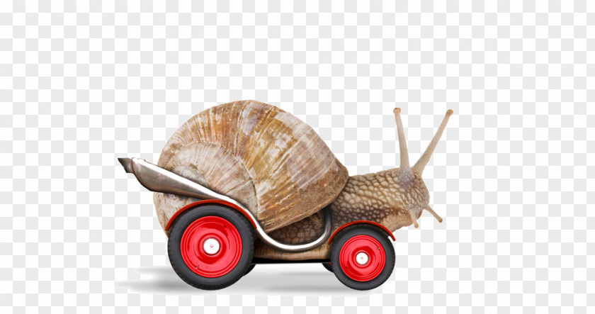 Snails Snail Racing Stock Photography Stock.xchng PNG