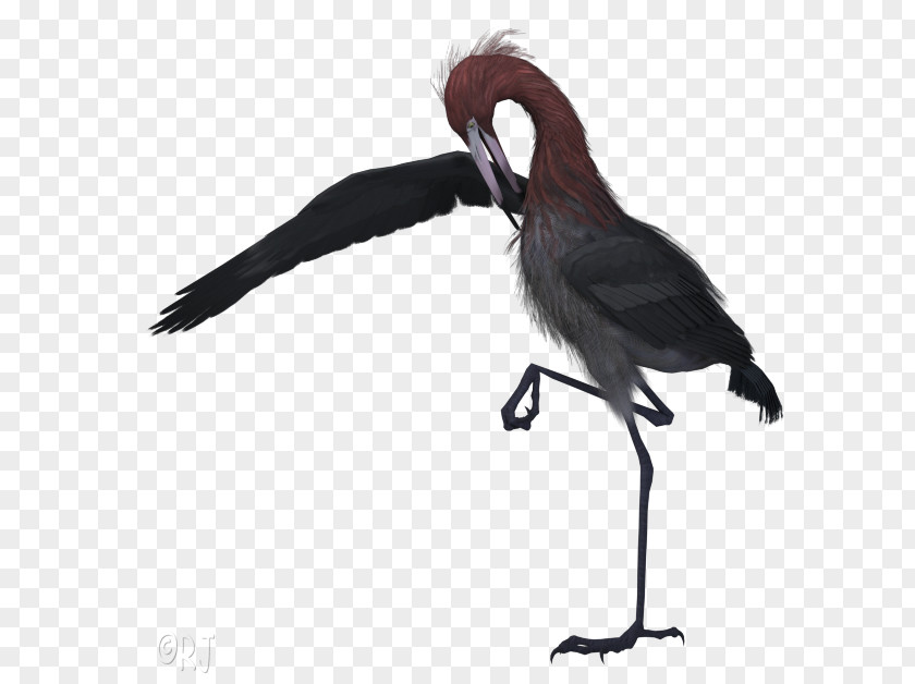 Tail Cranelike Bird Crane PNG