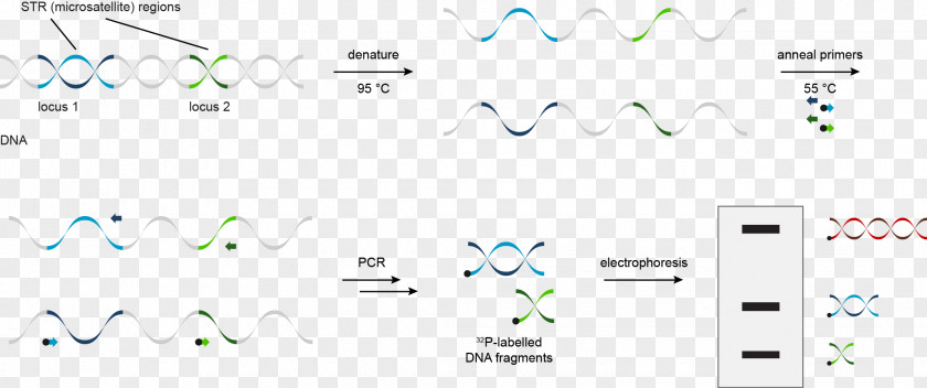 Analysis DNA Profiling STR Polymerase Chain Reaction Microsatellite PNG