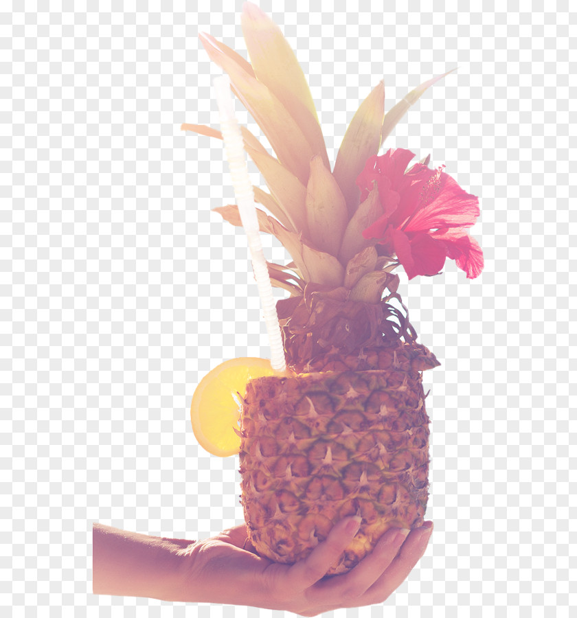 Dragon Fruit Pineapple Privacy Policy 0 February 1 PNG