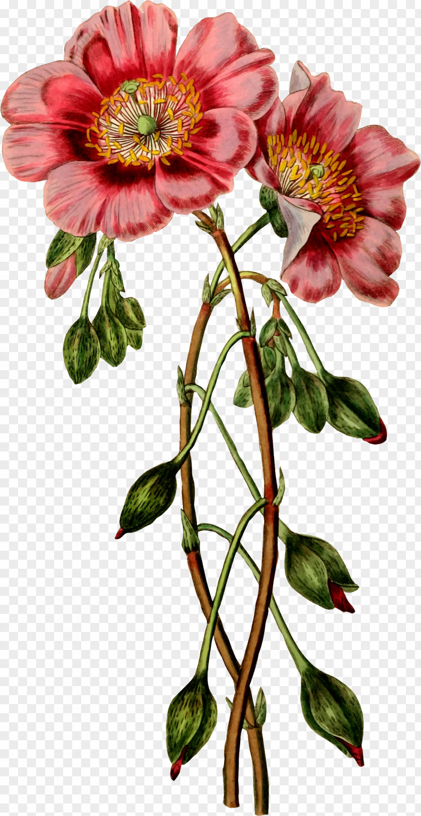 Flower Paper Floral Design Clip Art Choix Des Plus Belles Fleurs PNG