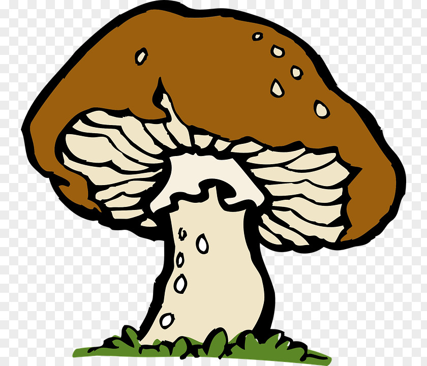 Hand Drawn Mushrooms Honey Fungus Mushroom Clip Art PNG