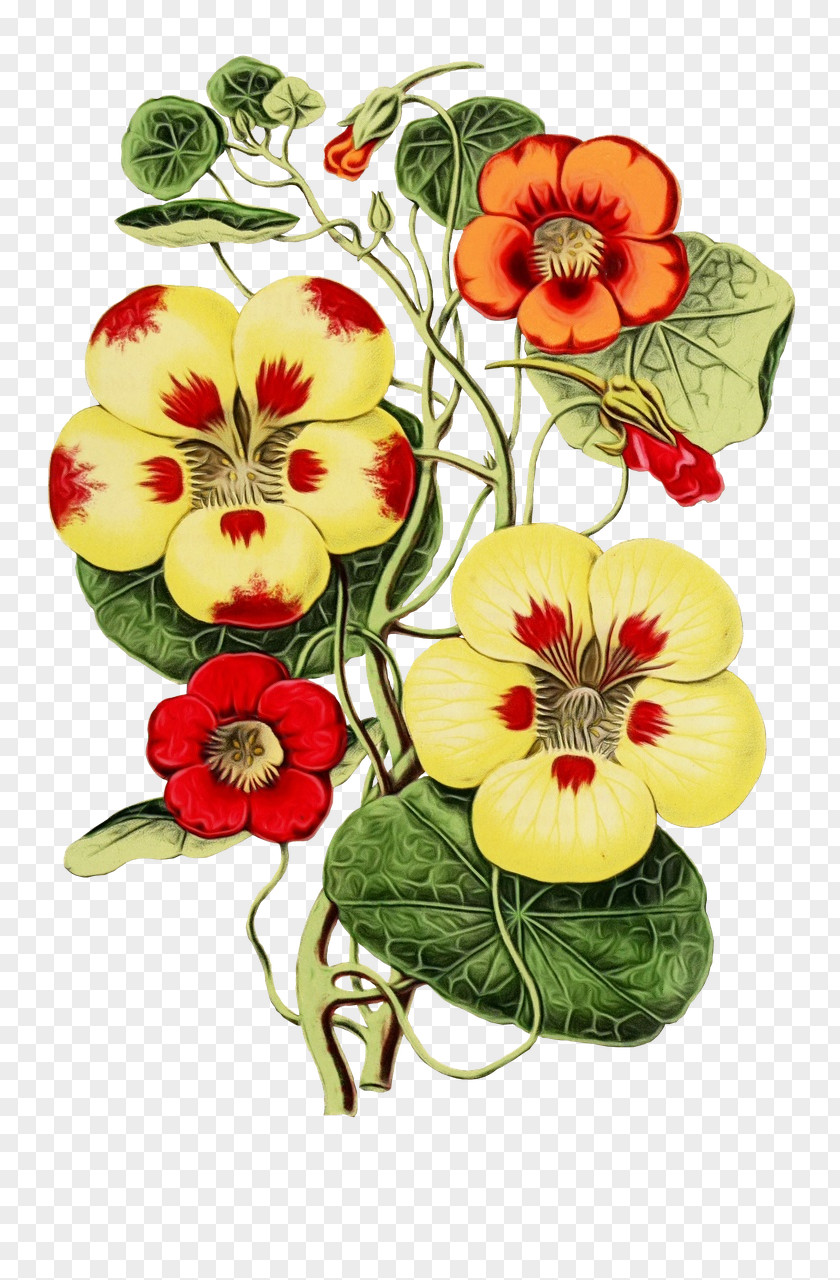 Petal Wild Pansy Flower Hawaiian Hibiscus Plant PNG