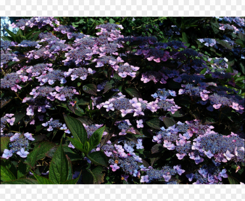 Tree Tea Of Heaven French Hydrangea Shrub Species PNG