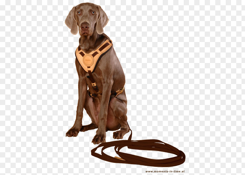 Active Living Dog Breed Harness Sporting Group Leash PNG