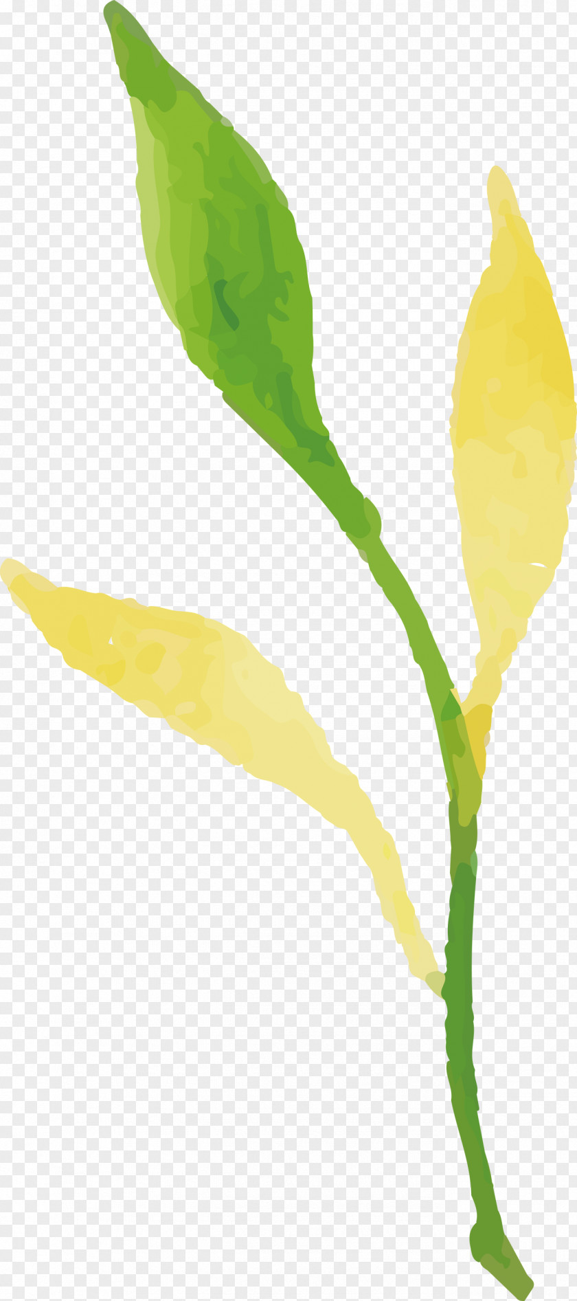 Plant Stem Petal Leaf Flower Plants PNG