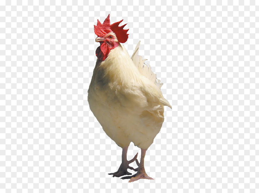 Rooster Leghorn Chicken Broiler Cornish Australorp PNG
