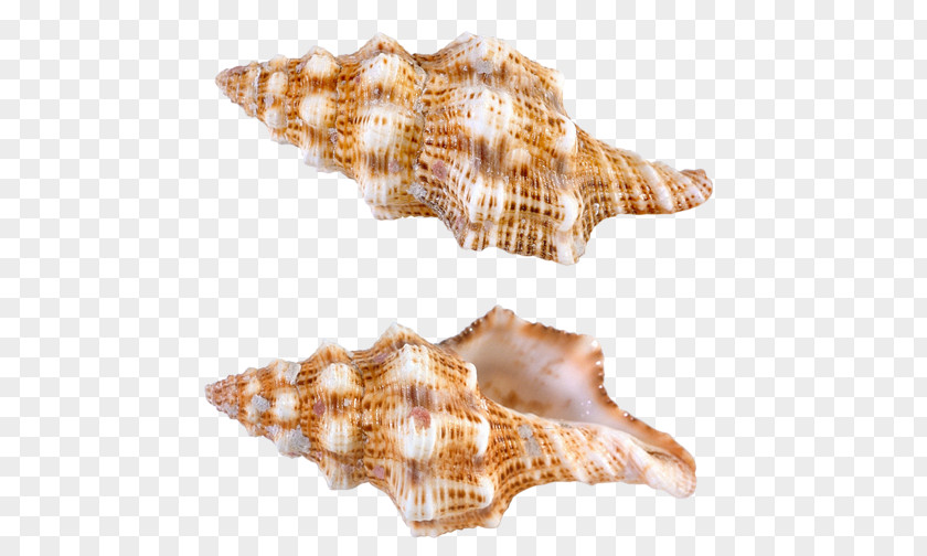 Seashell Conchology PNG