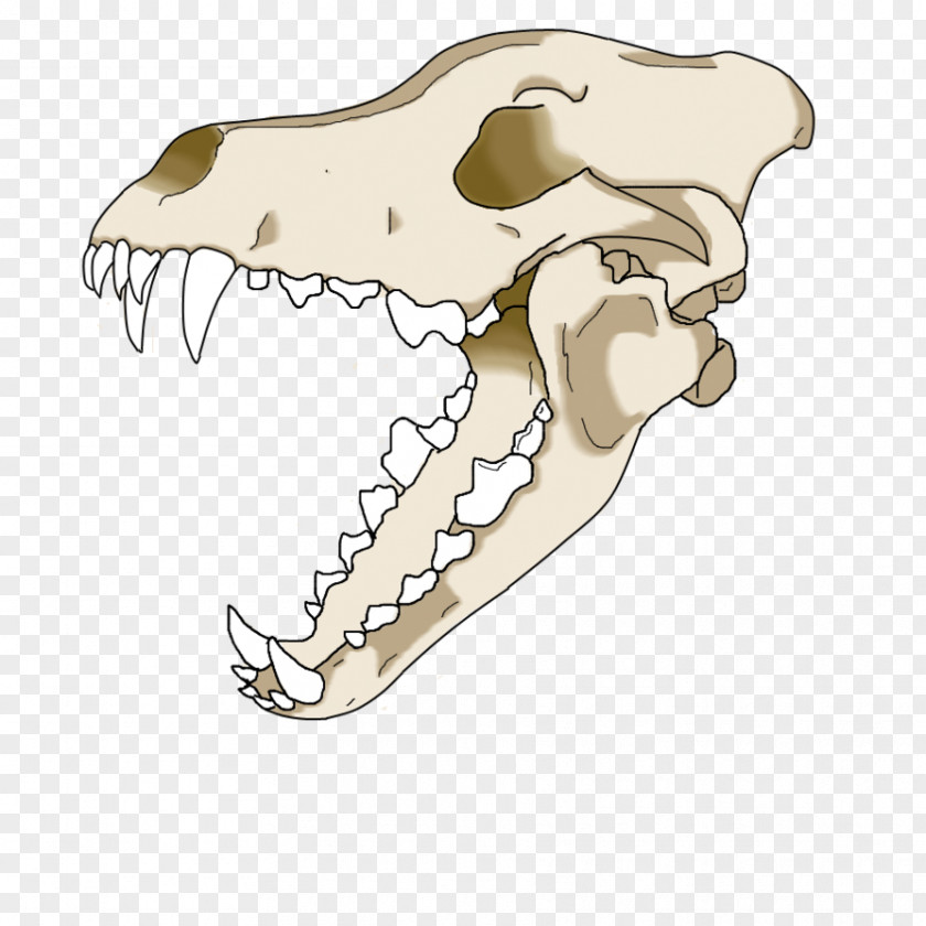 Skull Drawing Gray Wolf PNG