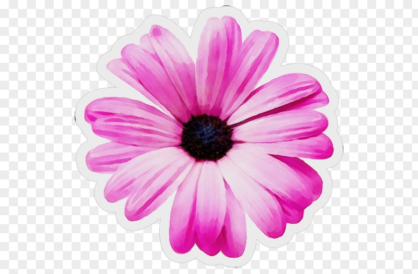 Transvaal Daisy Chrysanthemum Pink M Herbaceous Plant Close-up PNG