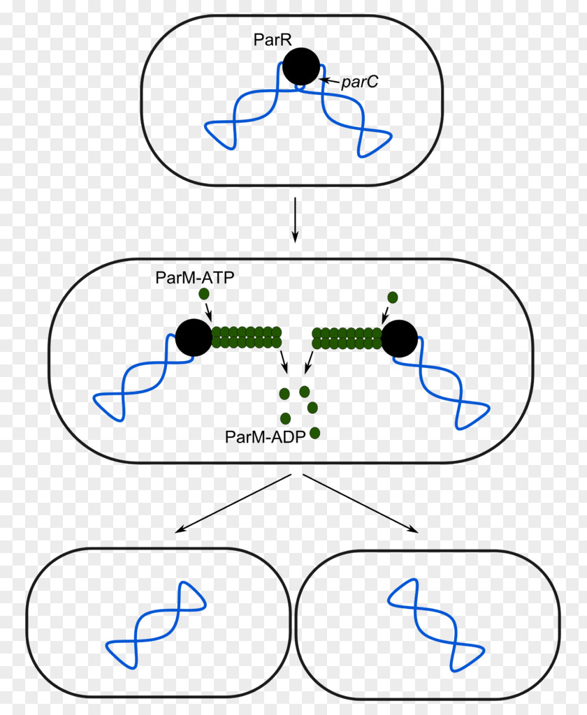 Vector Plasmid Partition System Cloning R1 PNG