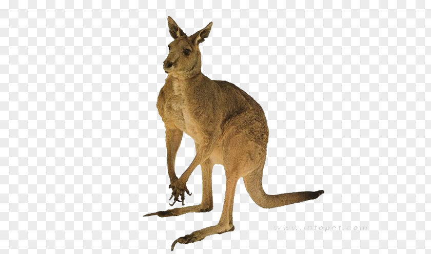 Kangaroo Red Australia Tail Quokka PNG