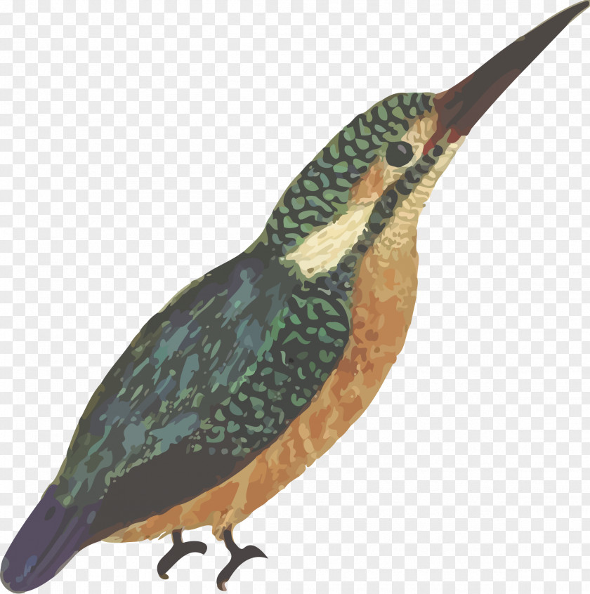 Macaw Bird Beak Common Kingfisher PNG