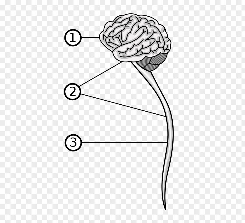 Nervous System Vertebrate Central Brain Peripheral PNG