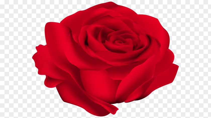 Rose Red Clip Art PNG