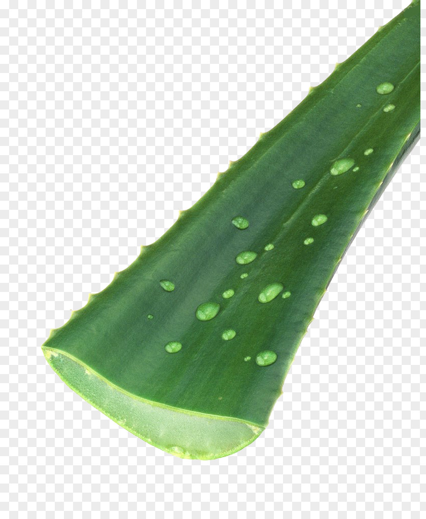 Aloe Banana Leaf Green Water Pattern PNG