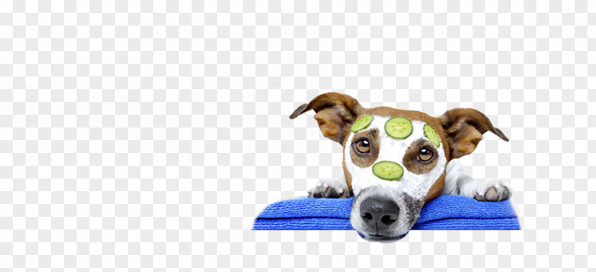 Dog Hairdress Grooming Pet Veterinarian Maltese Jack Russell Terrier PNG