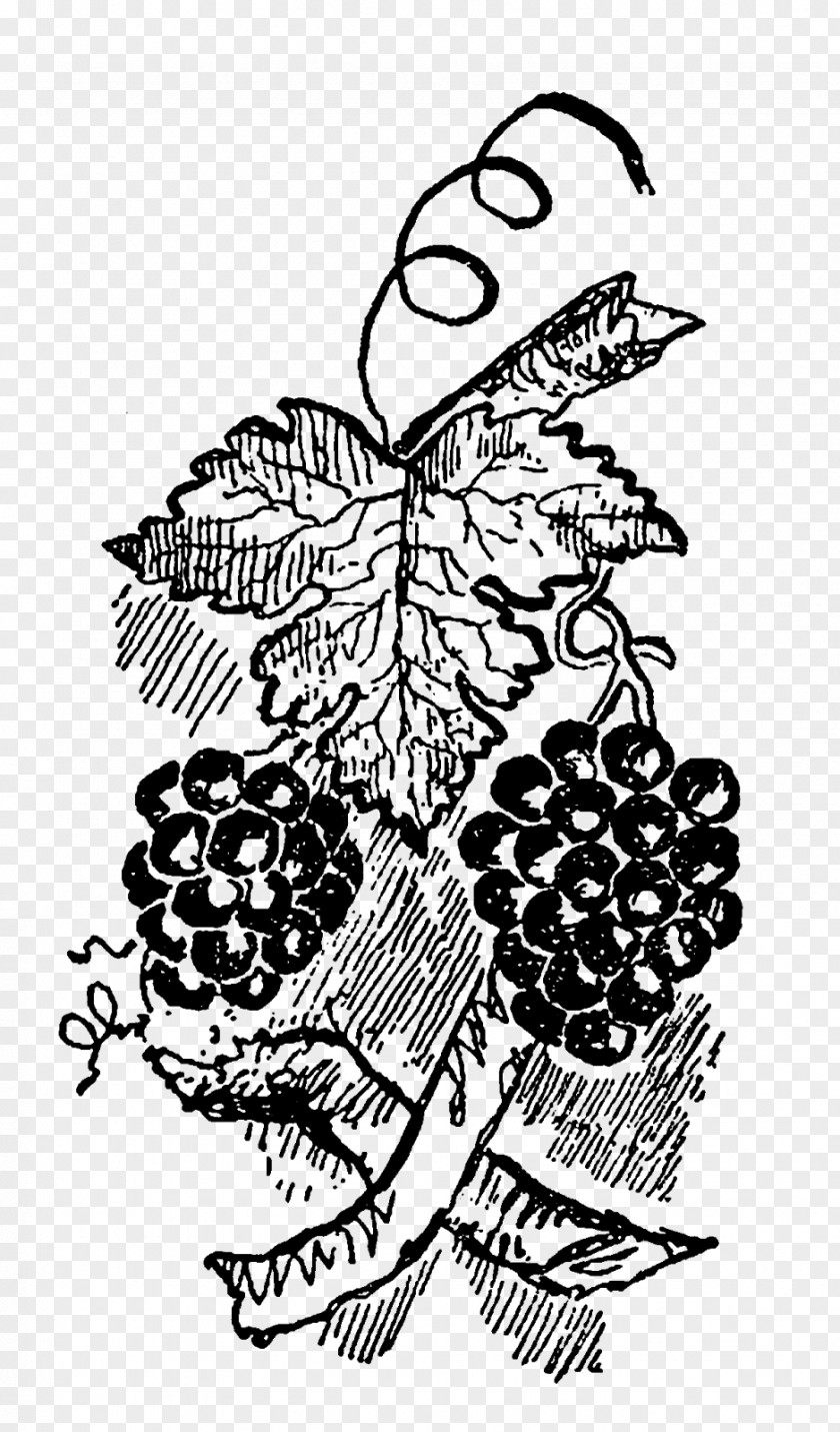 Grape Clip Art Illustration Drawing Image PNG