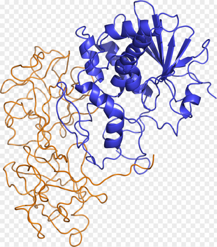 Ricinus Shiga Toxin Ribosome-inactivating Protein PNG