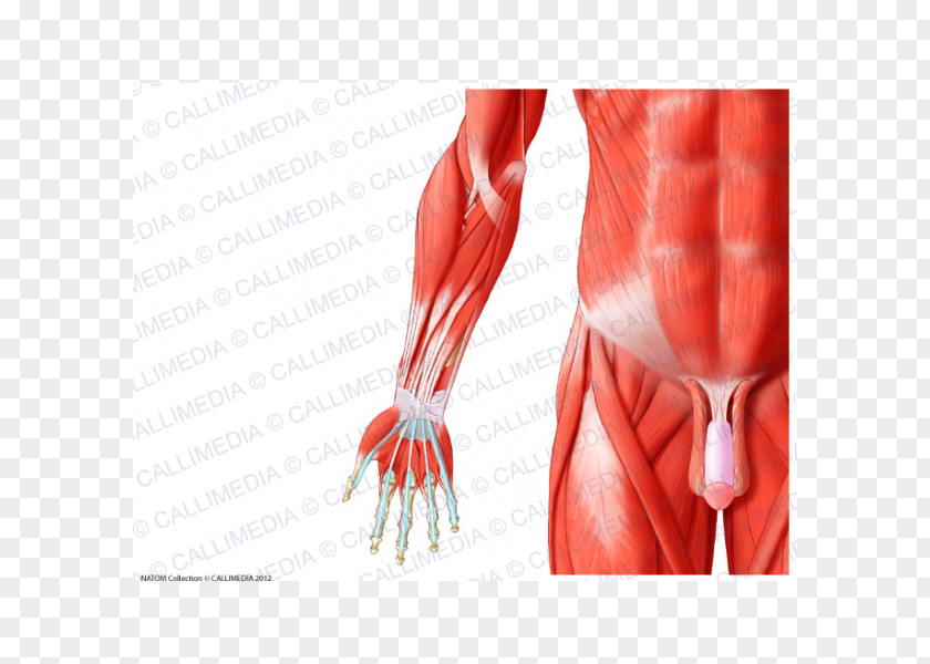 Arm Forearm Muscle Human Anatomy Muscular System PNG