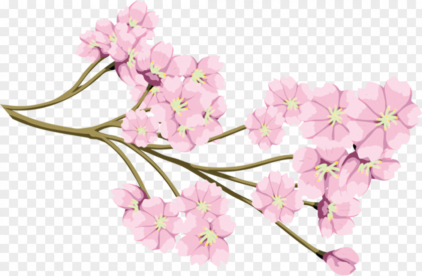 Cherry Blossom Flower Cerasus PNG