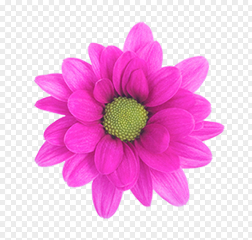 Chrysanthemum Purple Magenta Pink PNG