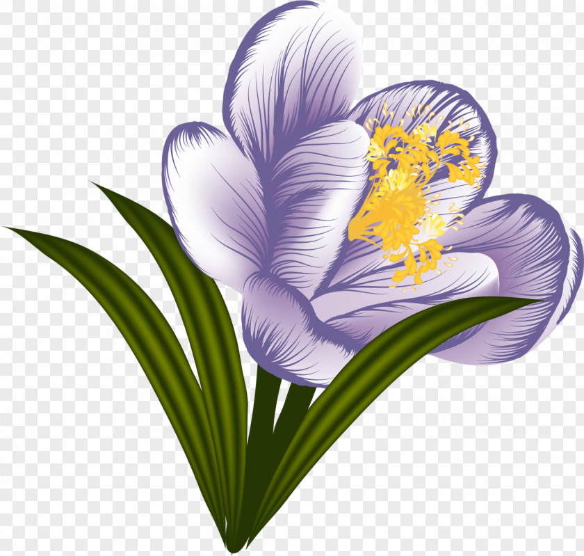 Crocus Flower Garden Clip Art PNG