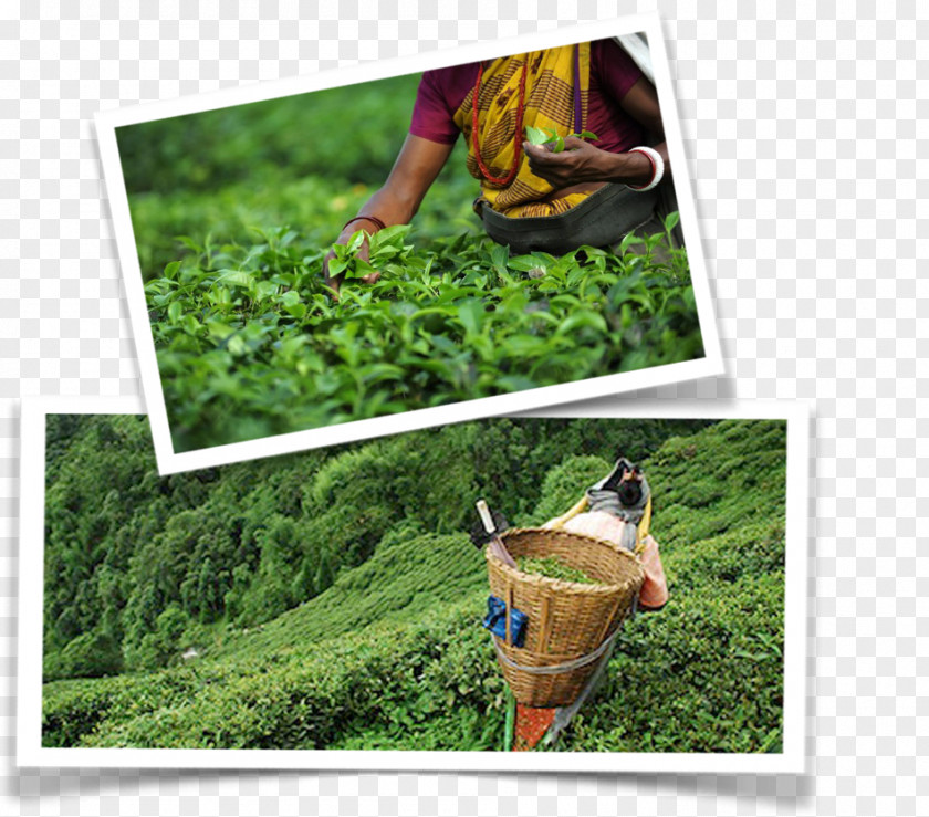 Darjeeling Tea Black Lawn Leisure PNG
