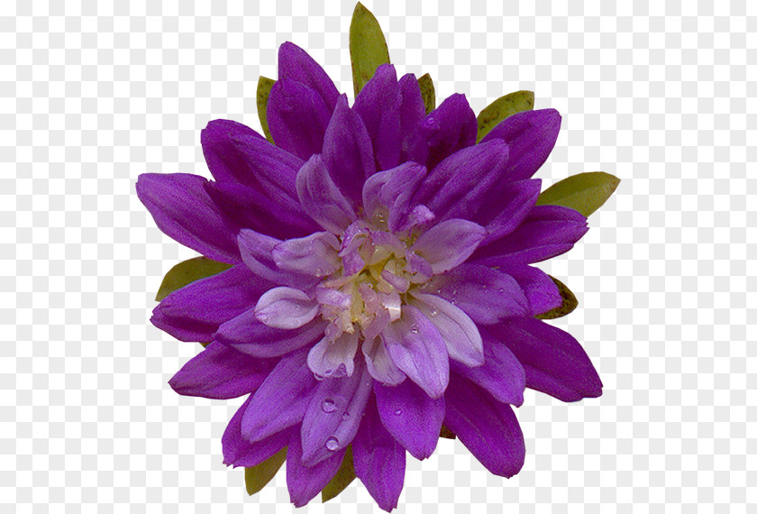 Flowering Plant Annual Violet PNG