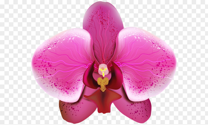 Orchid Orchids Desktop Wallpaper Clip Art PNG