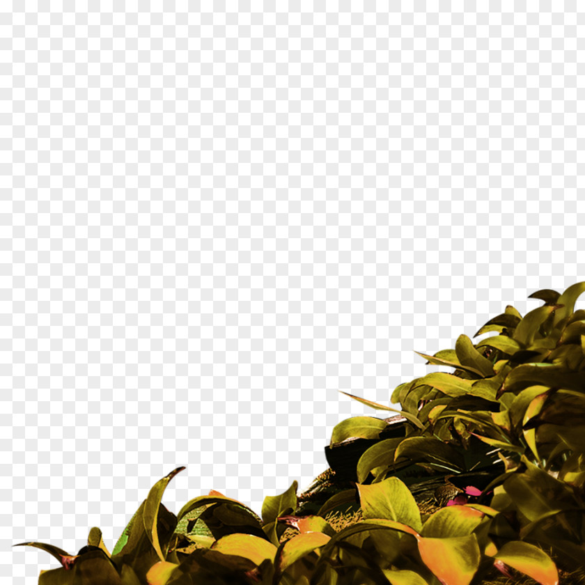 Tea Material Sweet Oolong Green PNG