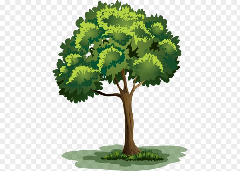Tree Drawing Royalty-free Clip Art PNG
