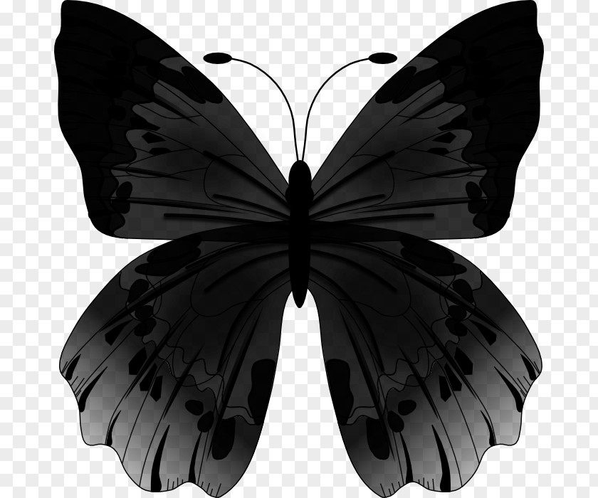 Butterfly Vector Graphics Clip Art Image PNG