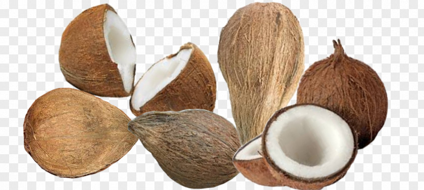 Coconut Oil Copra Areca Nut PNG