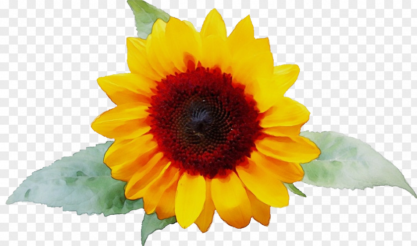 Common Sunflower Seed Clip Art Image PNG