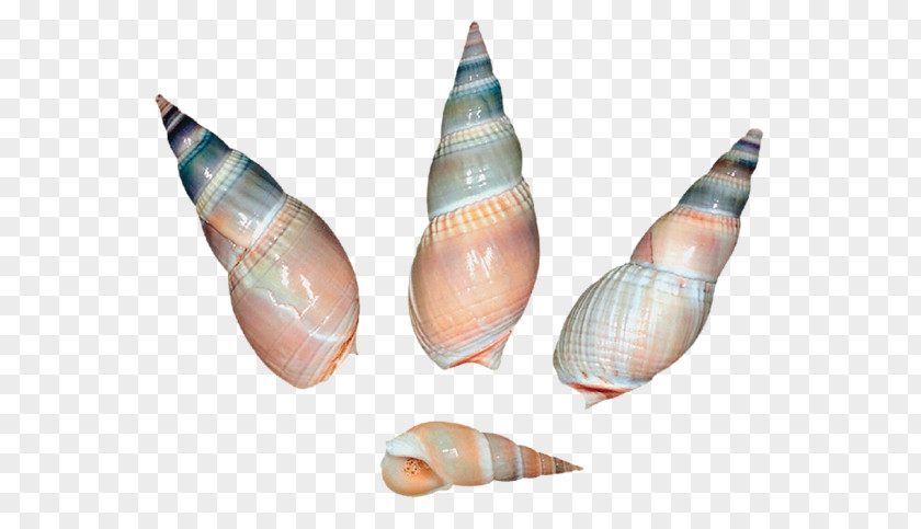 Conch Snails Material Seashell Sea Snail Gastropod Shell Clip Art PNG