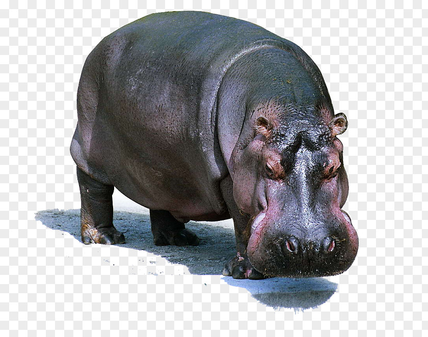 Giraffe Hippo Hippopotamus Cetacea Mammal Animal Gorilla PNG