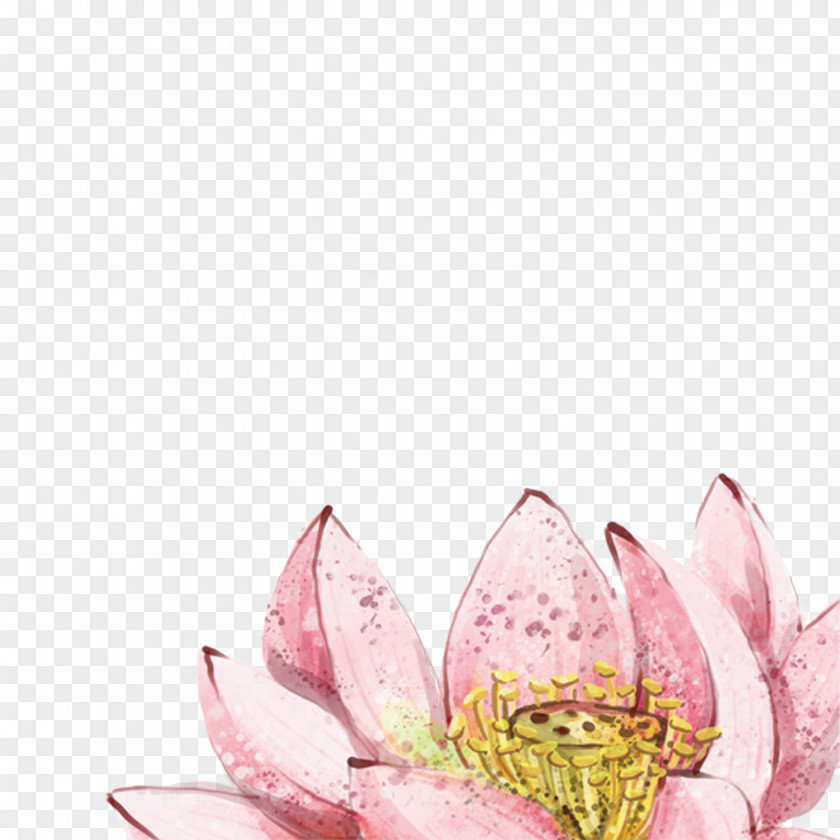 Lotus Flower China Nelumbo Nucifera Watercolor Painting PNG