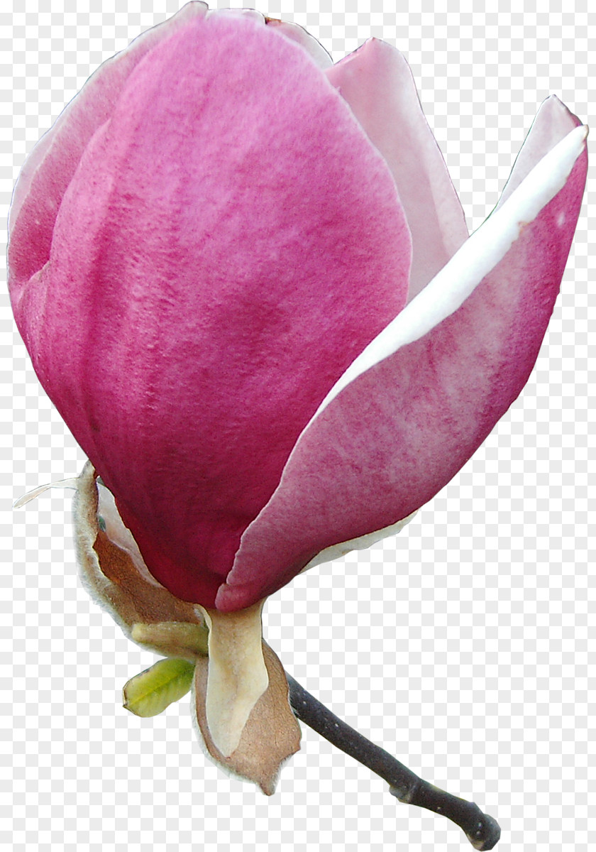Magnolia Information Clip Art PNG
