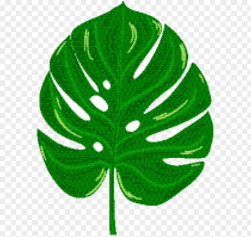 Botany Plant Green Leaf Background PNG