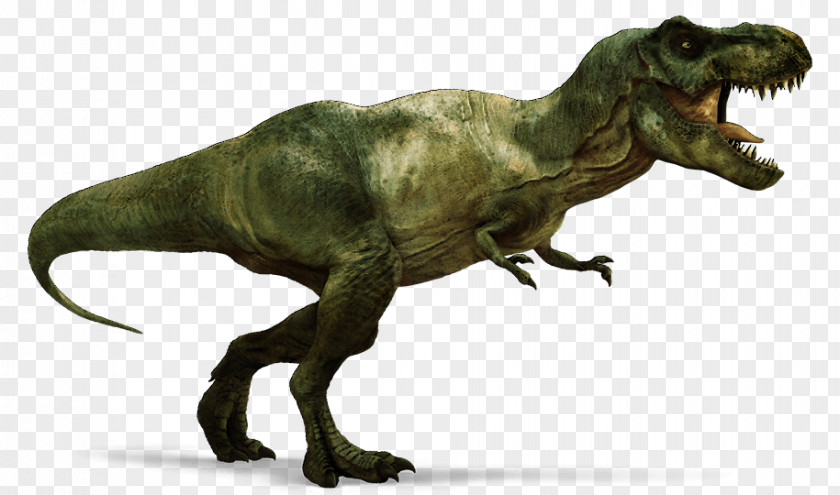 Dinosaur Tyrannosaurus Triceratops Velociraptor Carnotaurus Stegosaurus PNG