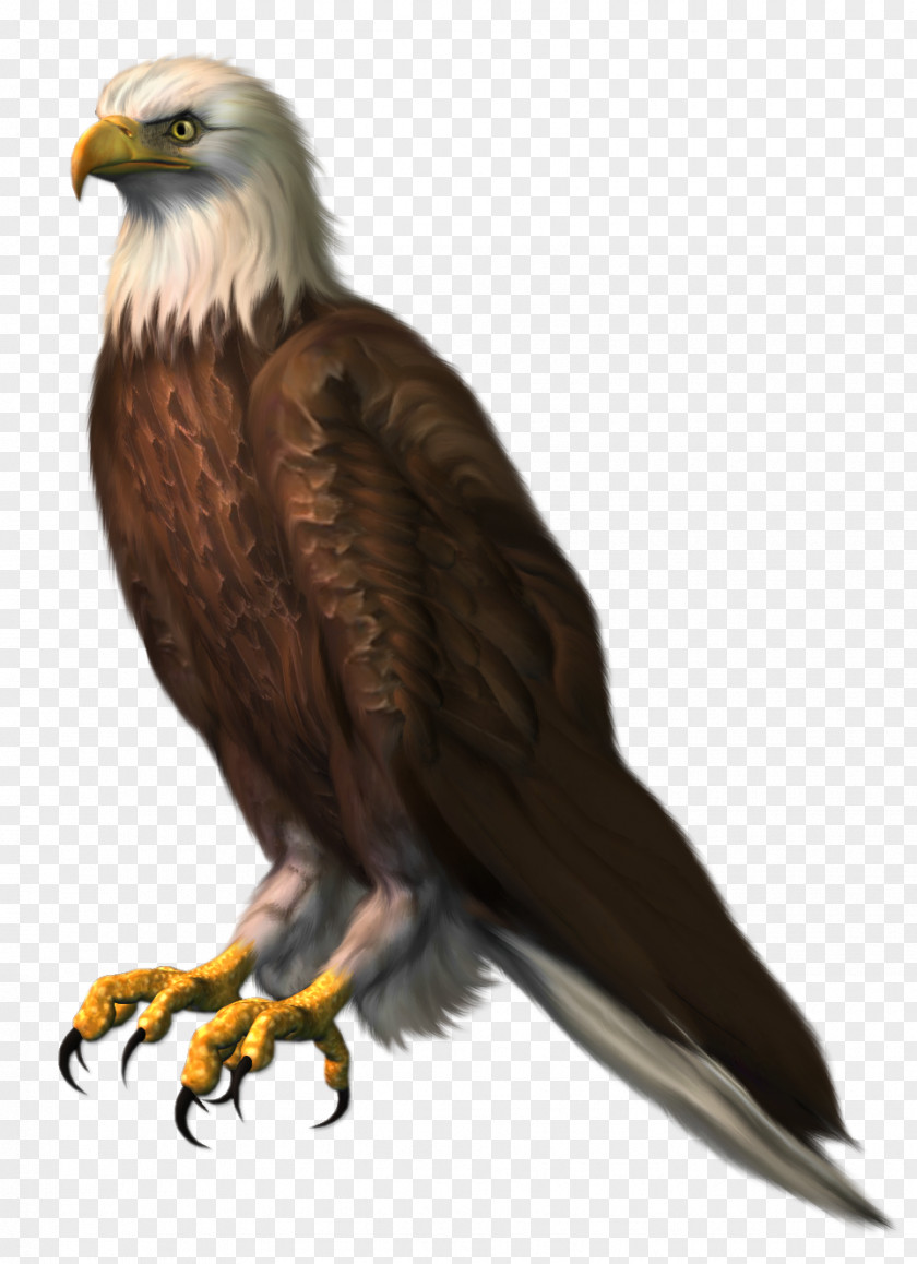 Eagle Transparent Clipart Picture Bald Clip Art PNG