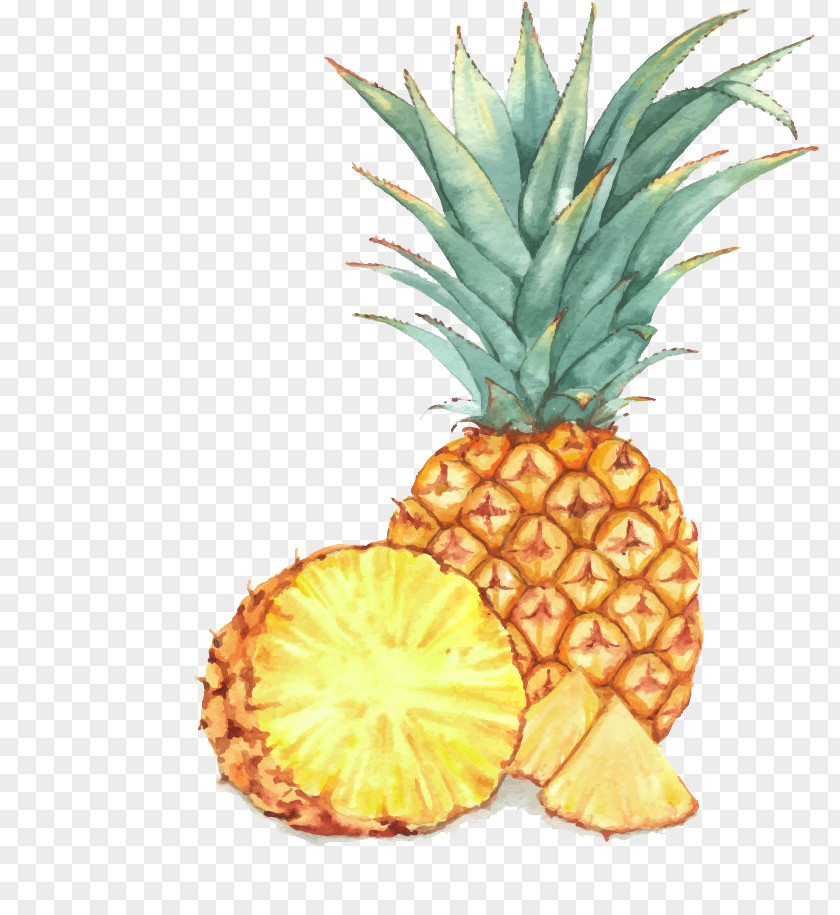 Golden Pineapple Fruit Watercolor Painting Drawing Illustration PNG