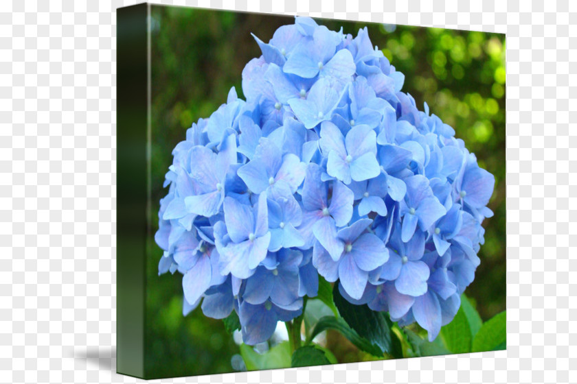 Hydrangea Flower Garden French Cottage Flowers Blue PNG