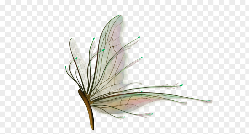Insect Butterfly PNG