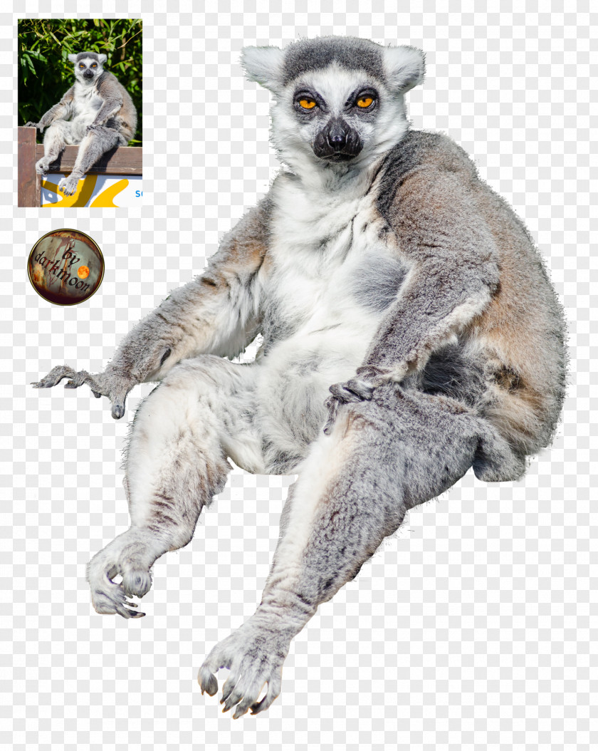 Monkey Lemuroidea Primate Ankarana Reserve Ring-tailed Lemur PNG