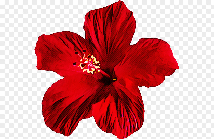 Petal Hibiscus Flower Red Hawaiian PNG