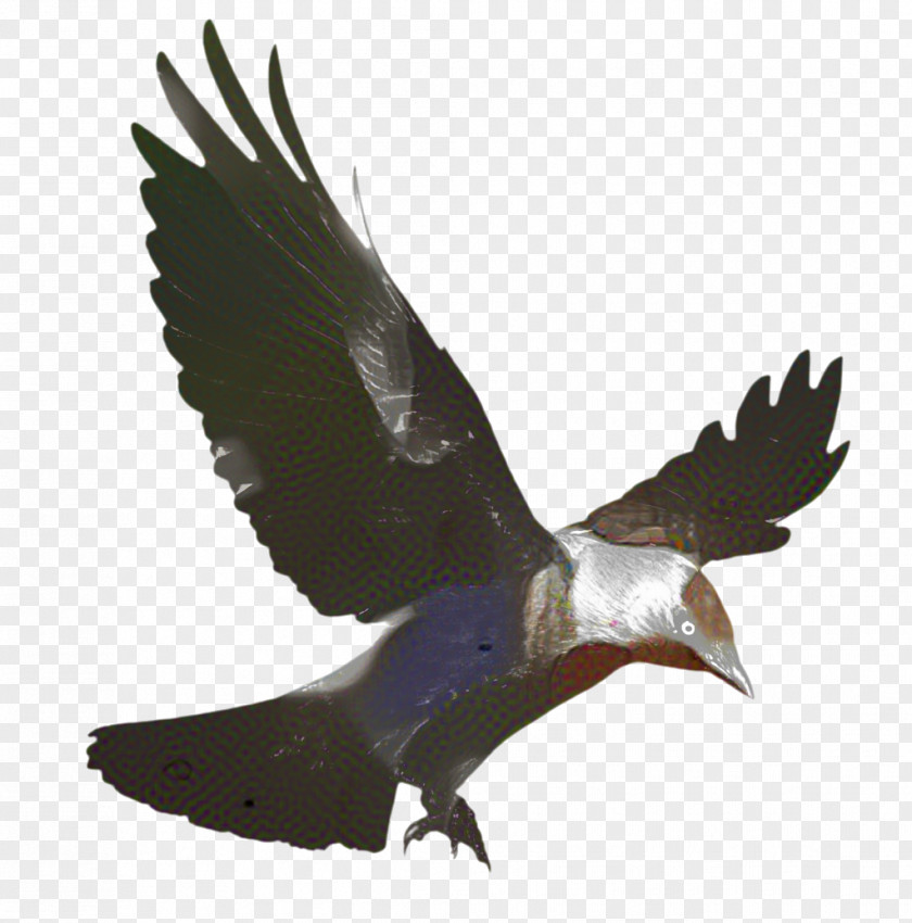 Falconiformes Osprey Eagle Bird PNG